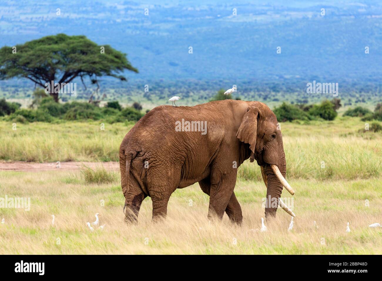 Afrikanischer Busch-Elefant (Loxodonta africana) umgeben von Egrettern, Amboseli-Nationalpark, Kenia, Afrika Stockfoto