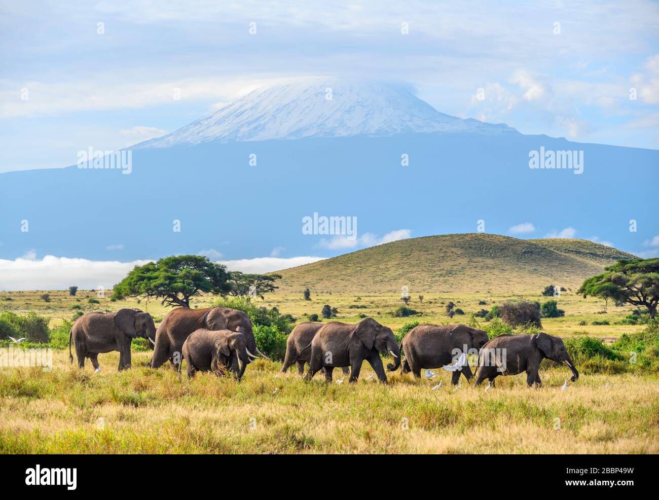 Herde afrikanischer Busch-Elefanten (Loxodonta africana) mit dem Kilimandscharo dahinter, Amboseli-Nationalpark, Kenia, Afrika Stockfoto