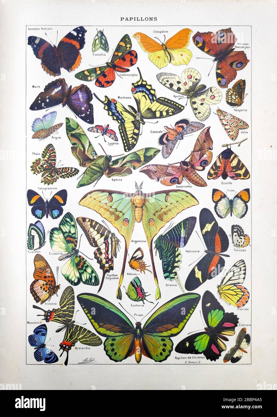 Alte Illustration über Schmetterlinge von Adolphe Philippe Millot gedruckt im späten 19. Jahrhundert. Stockfoto