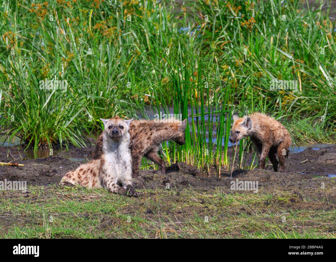 Fleckhyäne (Crocuta crocuta). Eine Familie von gefleckten Hyänen Jagd nach Fischen, Amboseli National Park, Kenia, Afrika Stockfoto