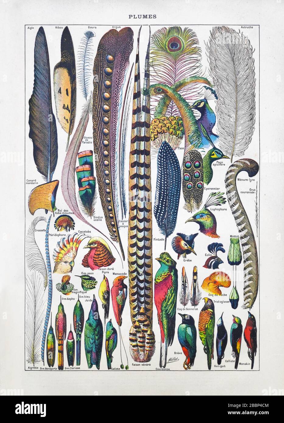 Alte Illustration über Federn und Vögel von Adolphe Philippe Millot gedruckt im späten 19. Jahrhundert. Stockfoto