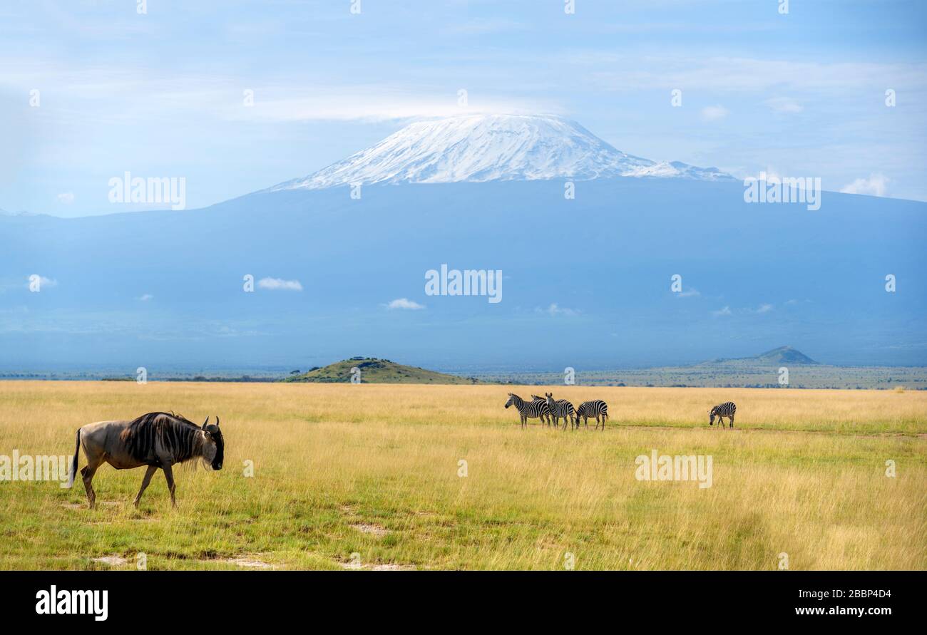 Blue Wildebeest (Connochaetes taurinus) und Grant's Zebra (Equus quagga boehmi) vor dem Kilimandscharo, Amboseli National Park, Kenia, Afrika Stockfoto