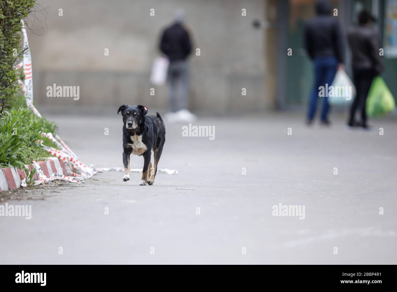 Streunender Hund auf einer Straße in Bukarest, Rumänien Stockfoto