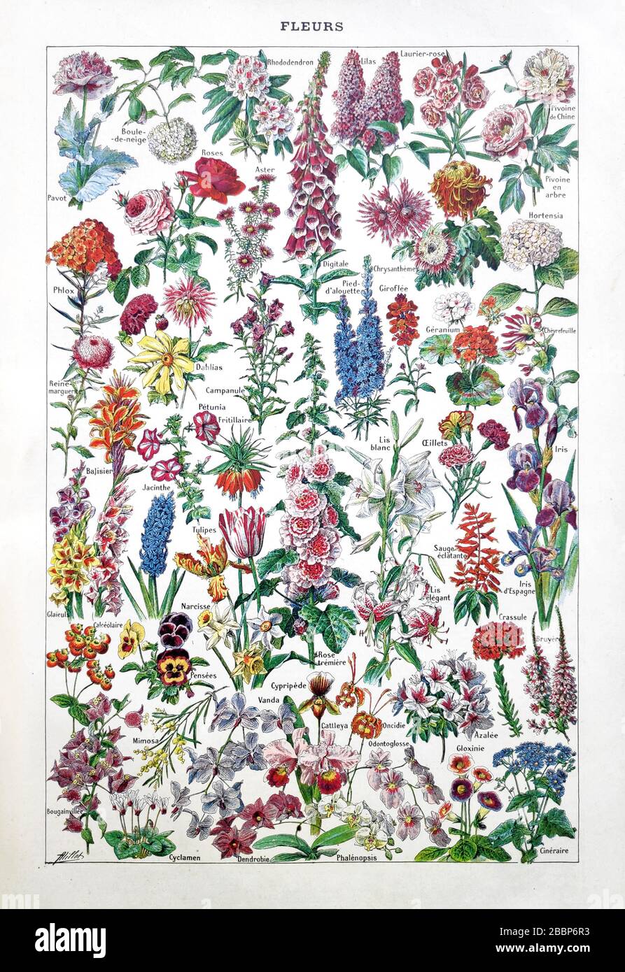 Alte Illustration über Blumen von Adolphe Philippe Millot gedruckt im späten 19. Jahrhundert. Stockfoto