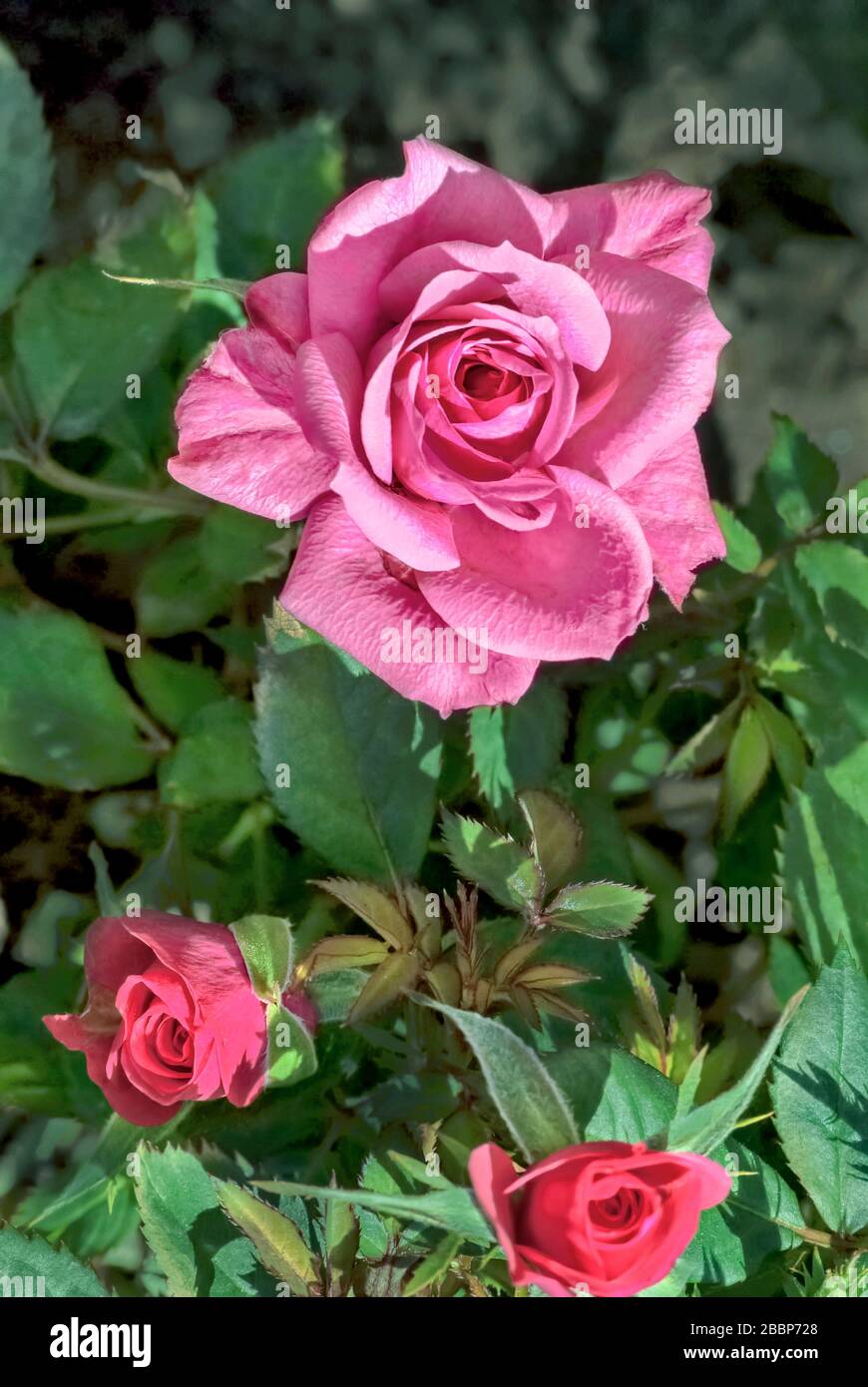 Rosa Rose im Garten; Stockfoto