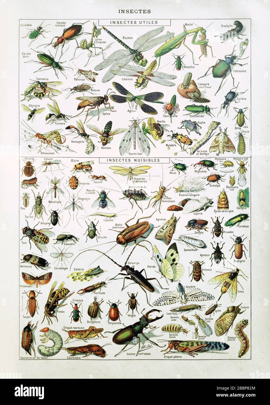 Alte Illustration über Insekten von Adolphe Philippe Millot gedruckt im späten 19. Jahrhundert. Stockfoto