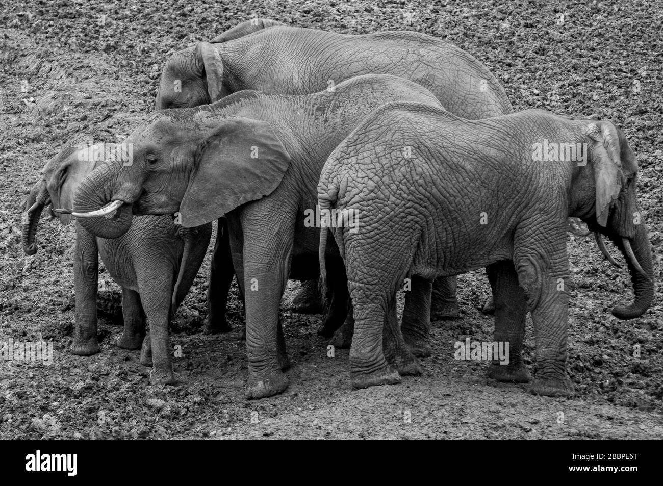 Elefanten huschen in einem Salzleck im Aberdare-Nationalpark in Kenia zusammen Stockfoto