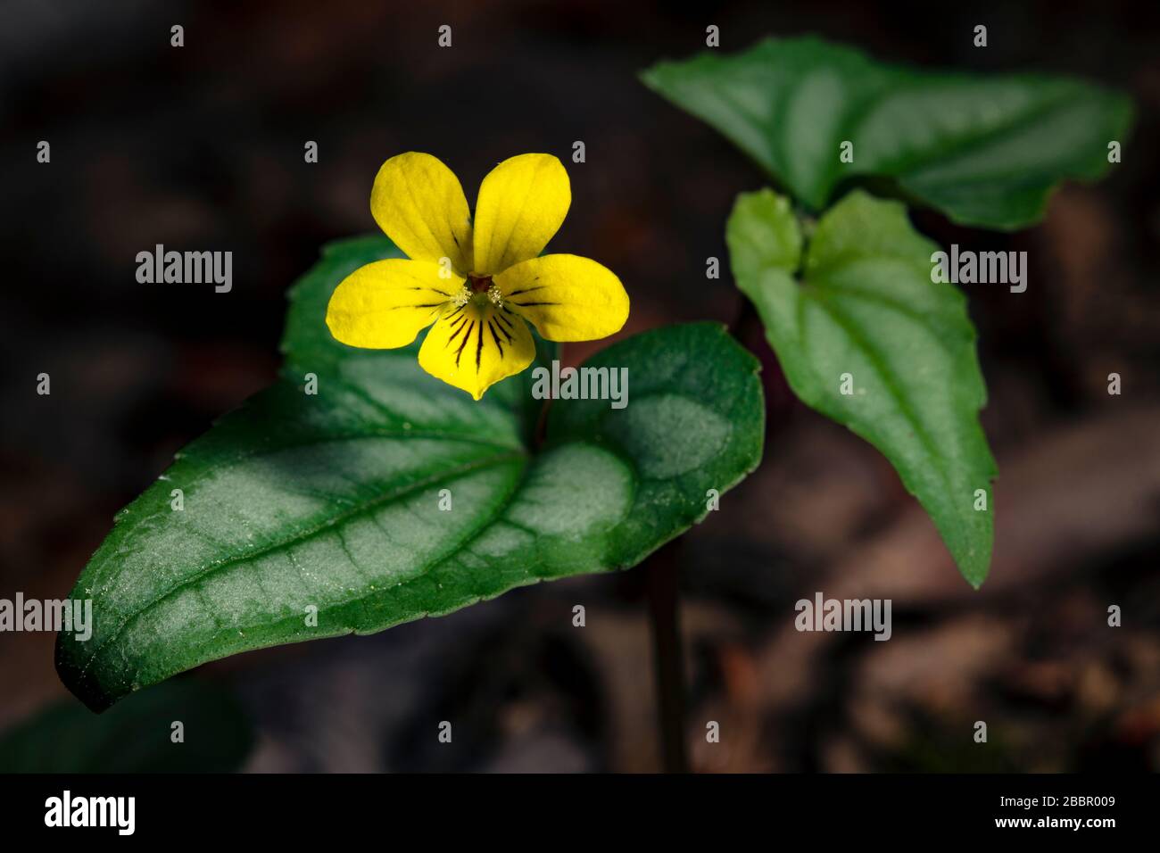 "Halbd-Leaved Violet" (Viola hastata) - Brevard, North Carolina, USA Stockfoto