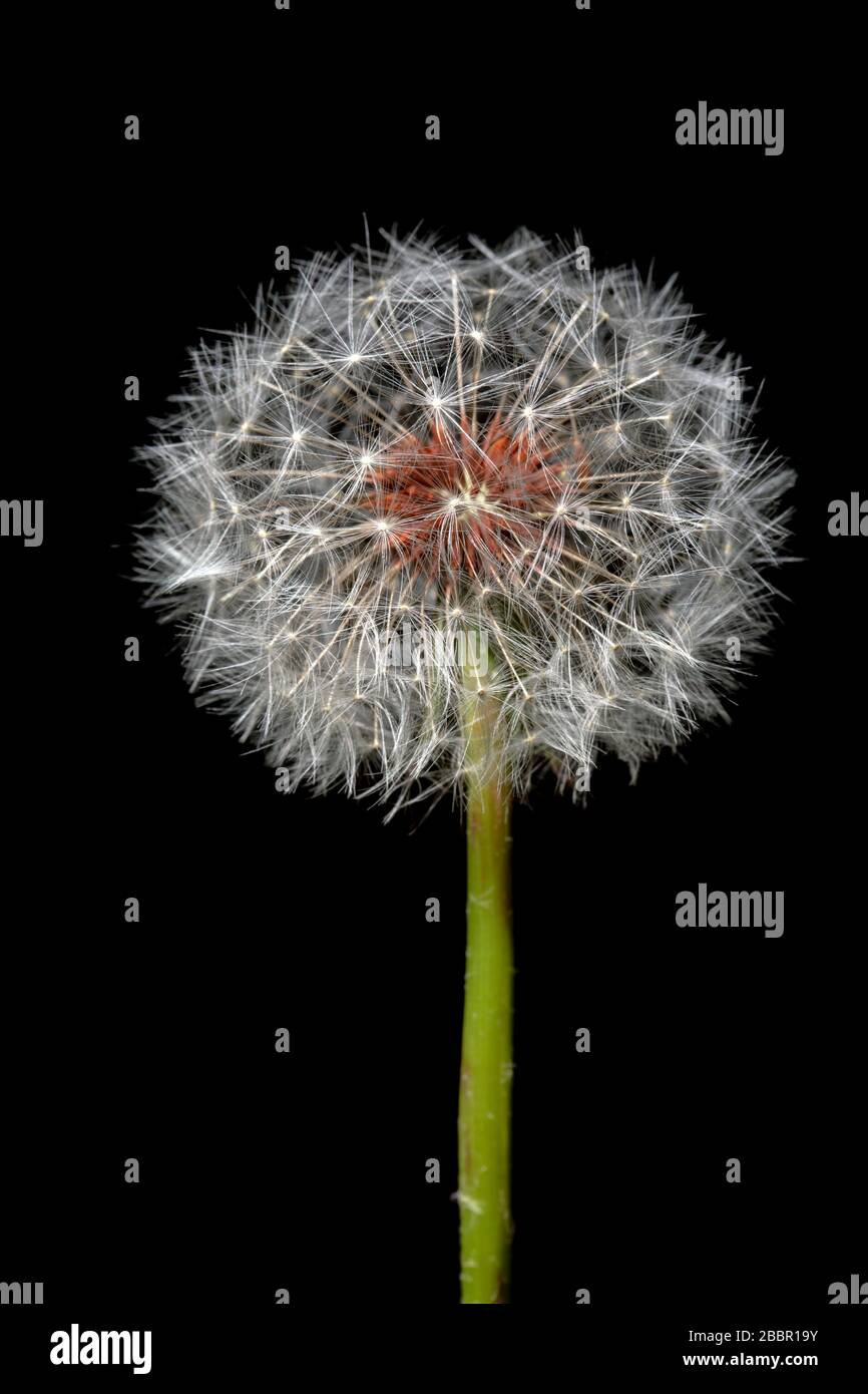 Nahaufnahme von Dandelion Seedhead (Gattung Taraxacum) vor schwarzem Hintergrund - Brevard, North Carolina, USA Stockfoto