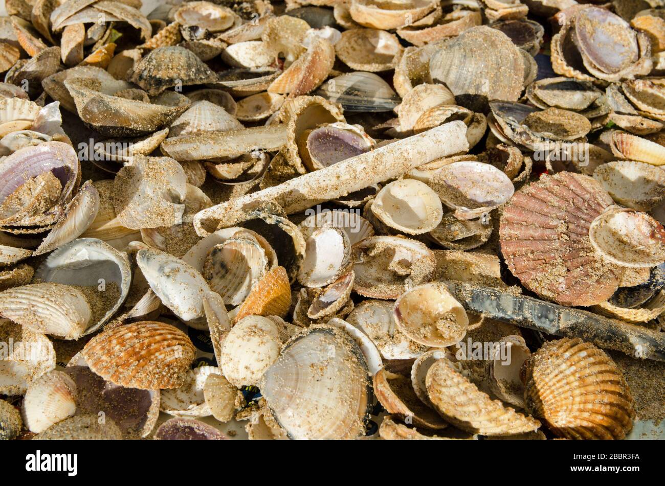 Viele Meeresschellen sammelten sich bei Sonnenschein trocken, nachdem sie am Strand von Monte Gordo an der portugiesischen Algarve-Küste gesammelt wurden. Stockfoto