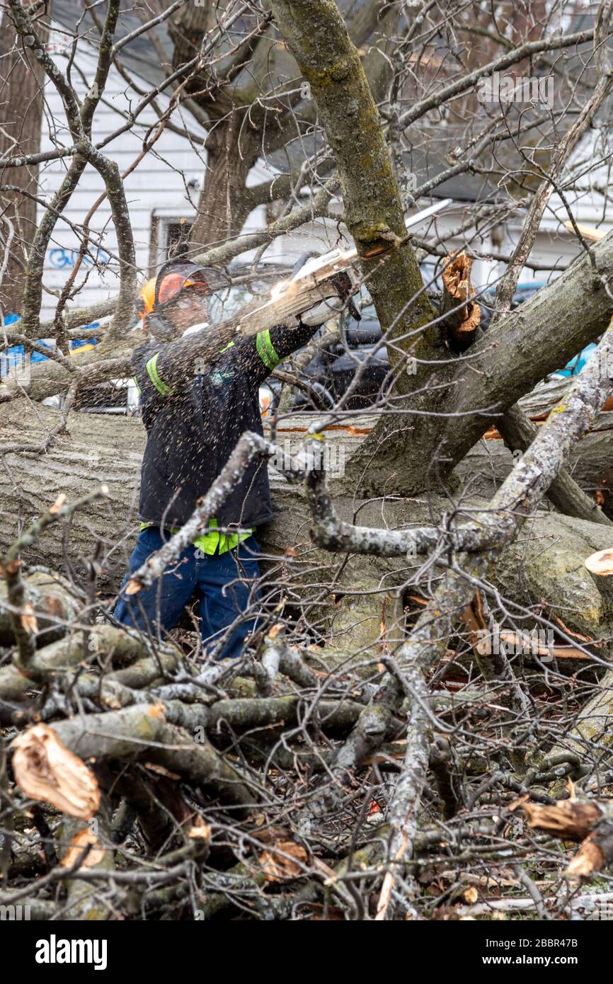 Detroit, Michigan - Mitarbeiter der Stadt entfernen einen riesigen Baum in der Nachbarschaft von Morningside, der während eines Sturms gefallen ist. Stockfoto