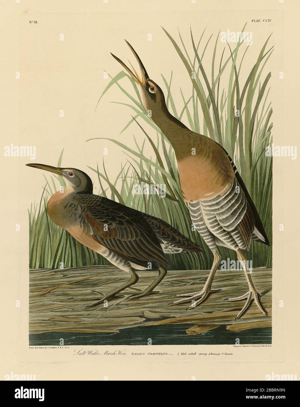 Plate 204 Salt Water Marsh Hen (Clapper Rail) The Birds of America Folio (1827–1839) – John James Audubon, sehr hochauflösende und hochwertig bearbeitete Bilder Stockfoto