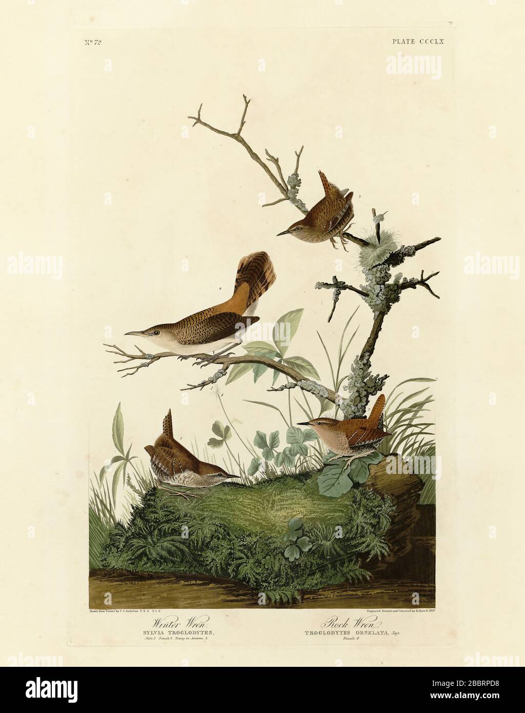 Platte 360 Winter Wren and Rock Wren, aus dem Birds of America Folio (1827–1839) von John James Audubon, sehr hochauflösende und hochwertig bearbeitete Bilder Stockfoto