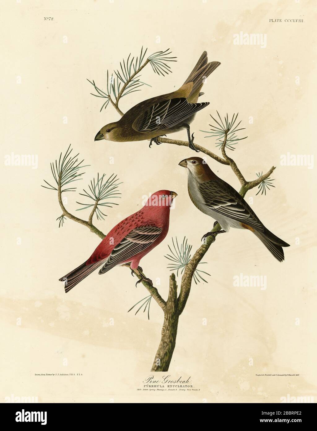 Platte 358 Pine Grosbeak aus dem Birds of America Folio (1827–1839) von John James Audubon, sehr hochauflösende und hochwertig bearbeitete Bilder Stockfoto