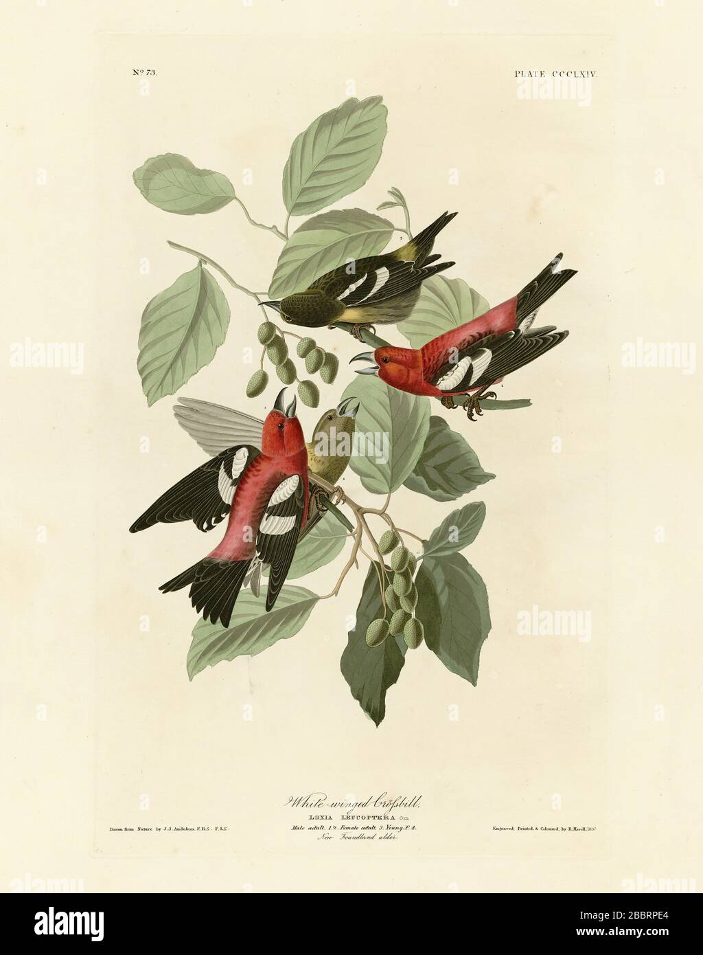 Plate 364 Weißflügelkreuzschnabel (zwei-Barred Crossbill) The Birds of America Folio (1827–1839) von John James Audubon, High Resolution & Quality Image Stockfoto