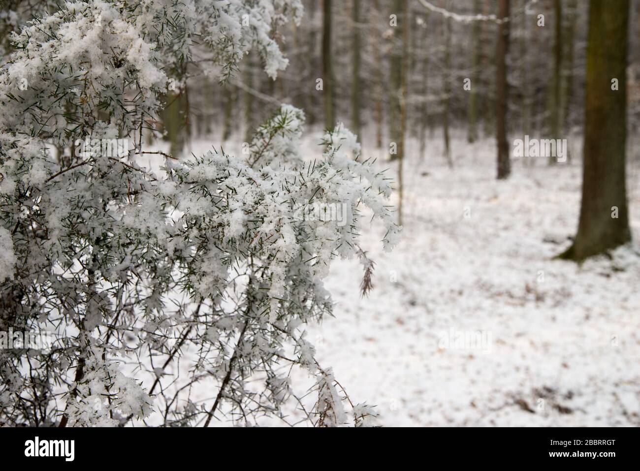 wacholdertzweige mit Schnee im Wald bedeckt Stockfoto