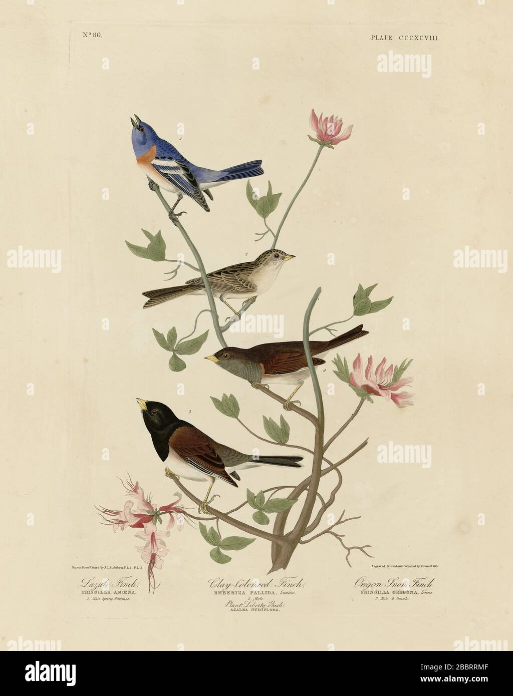 Platte 398 Lazuli Finch, Tonfink, Oregon Snow Finch (Lazuli Bunting, Tonfarbiger Sparrow, dunkeläugiger Junco) The Birds of America von Audubon Stockfoto