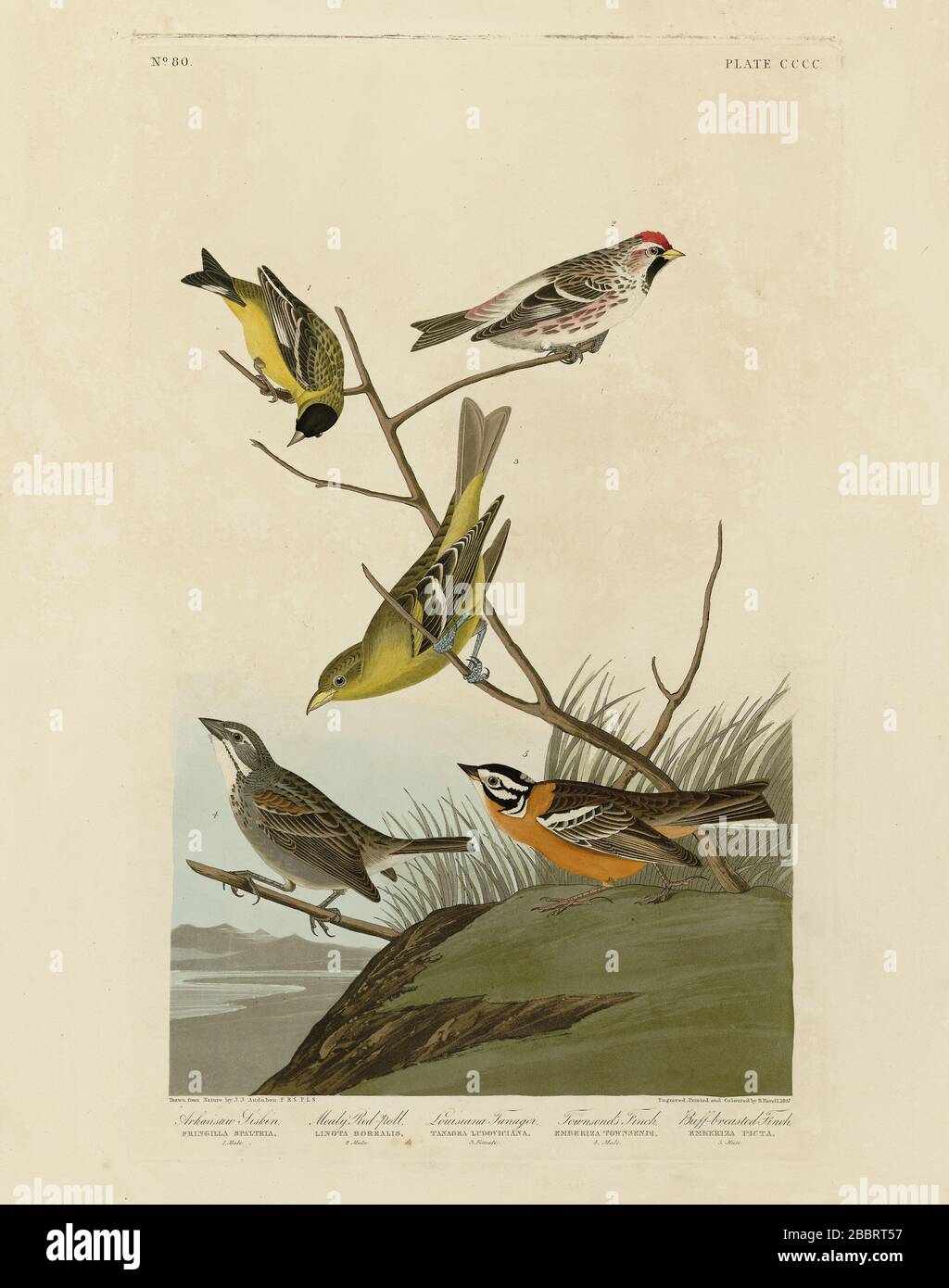 Plate 400 Arkansaw Siskin, Mealy Red-Poll, Louisiana Tanager, Townsend's Bunting, Buff-Breasted Finch Birds of America Folio (1827–1839) Audubon Stockfoto