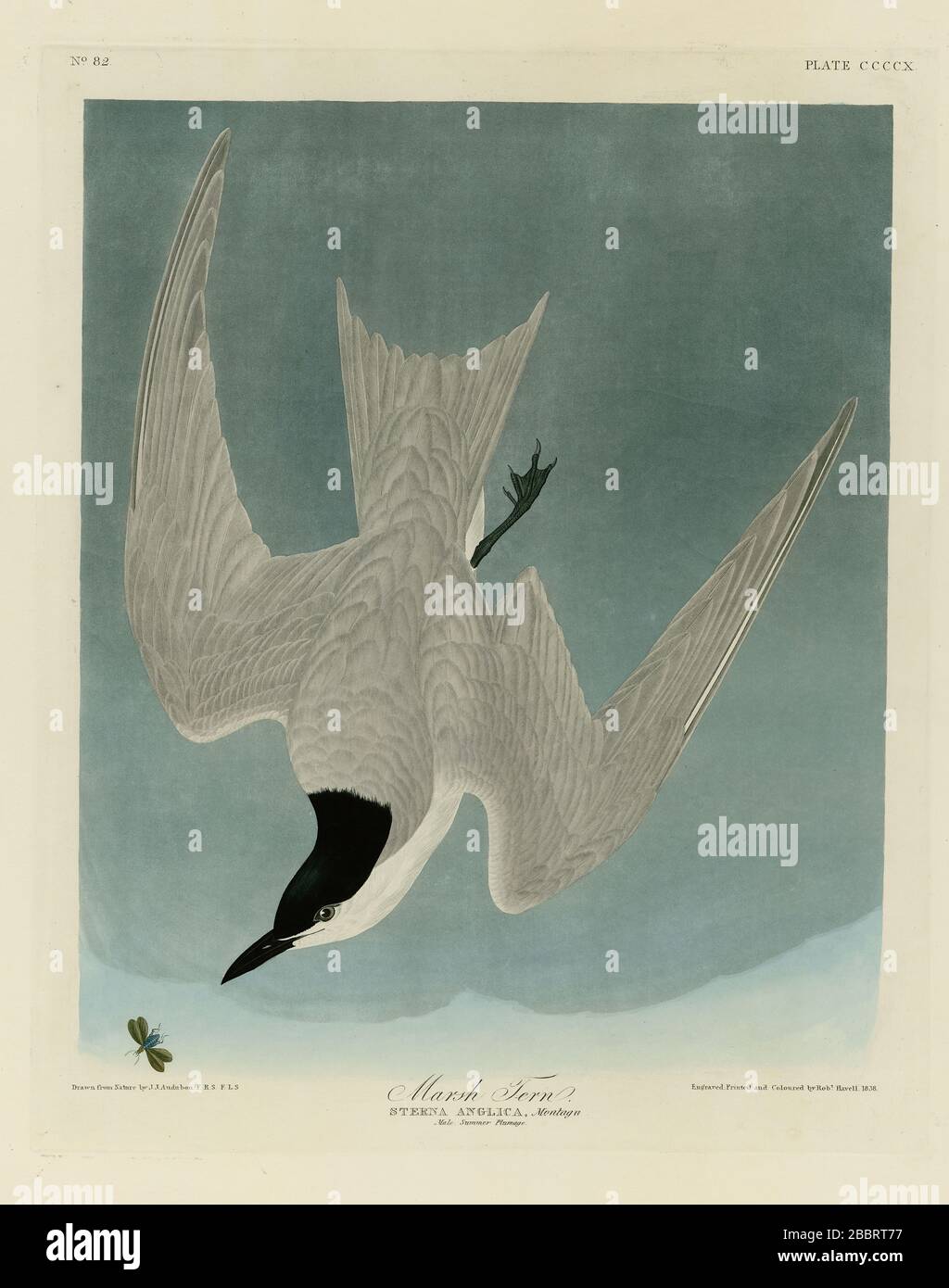 Platte 410 Marsh Tern (Gull-Billed Tern) The Birds of America Folio (1827–1839) von John James Audubon, sehr hochauflösende und hochwertig bearbeitete Bilder Stockfoto