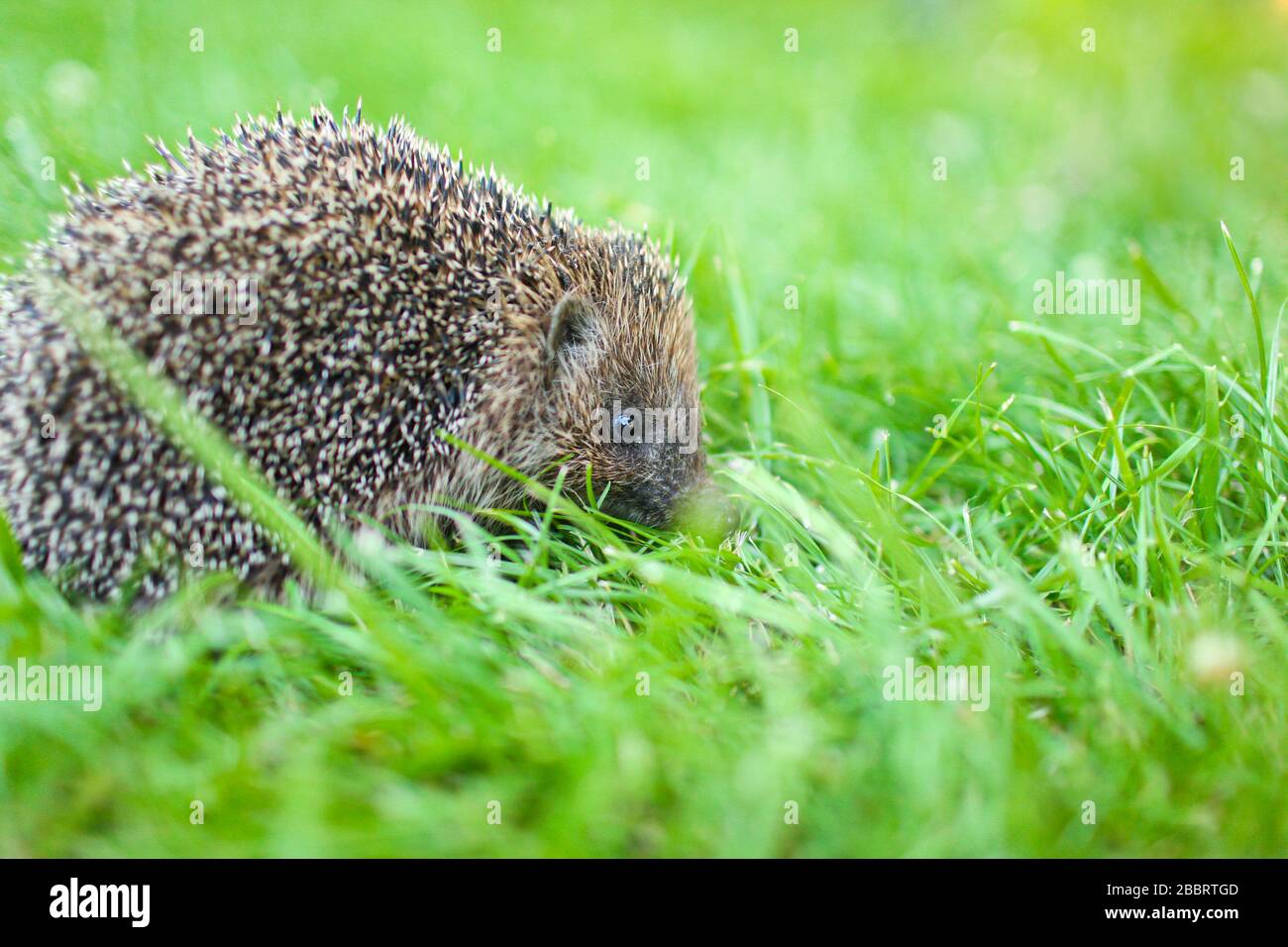 Westeuropäische Hedgehog in grünem Gras, nah dran Stockfoto