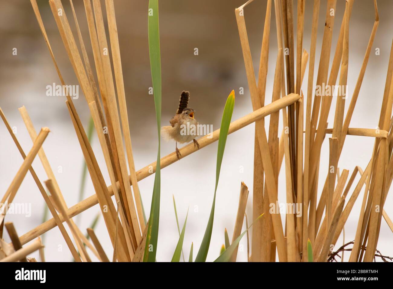 Marsh Wren, Las Gallinas Wildlife Teiche, Novato, Kalifornien Stockfoto