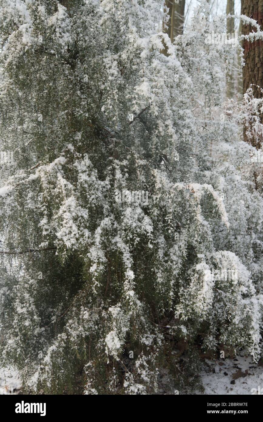 wacholdertzweige mit Schnee im Wald bedeckt Stockfoto