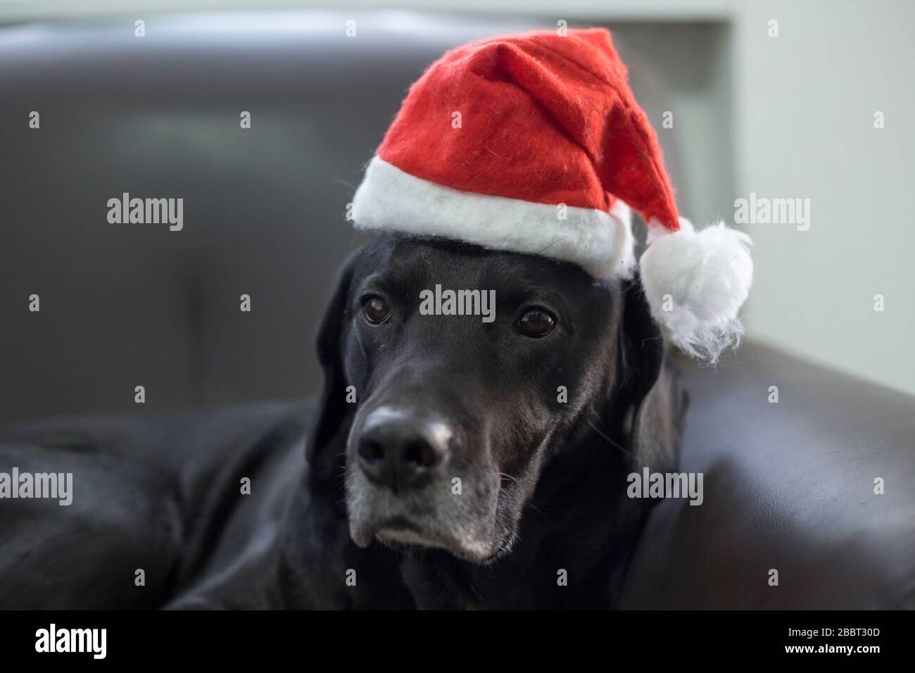 Schwarzer Hund auf Sofa mit Weihnachtshut auf dem Kopf Stockfoto