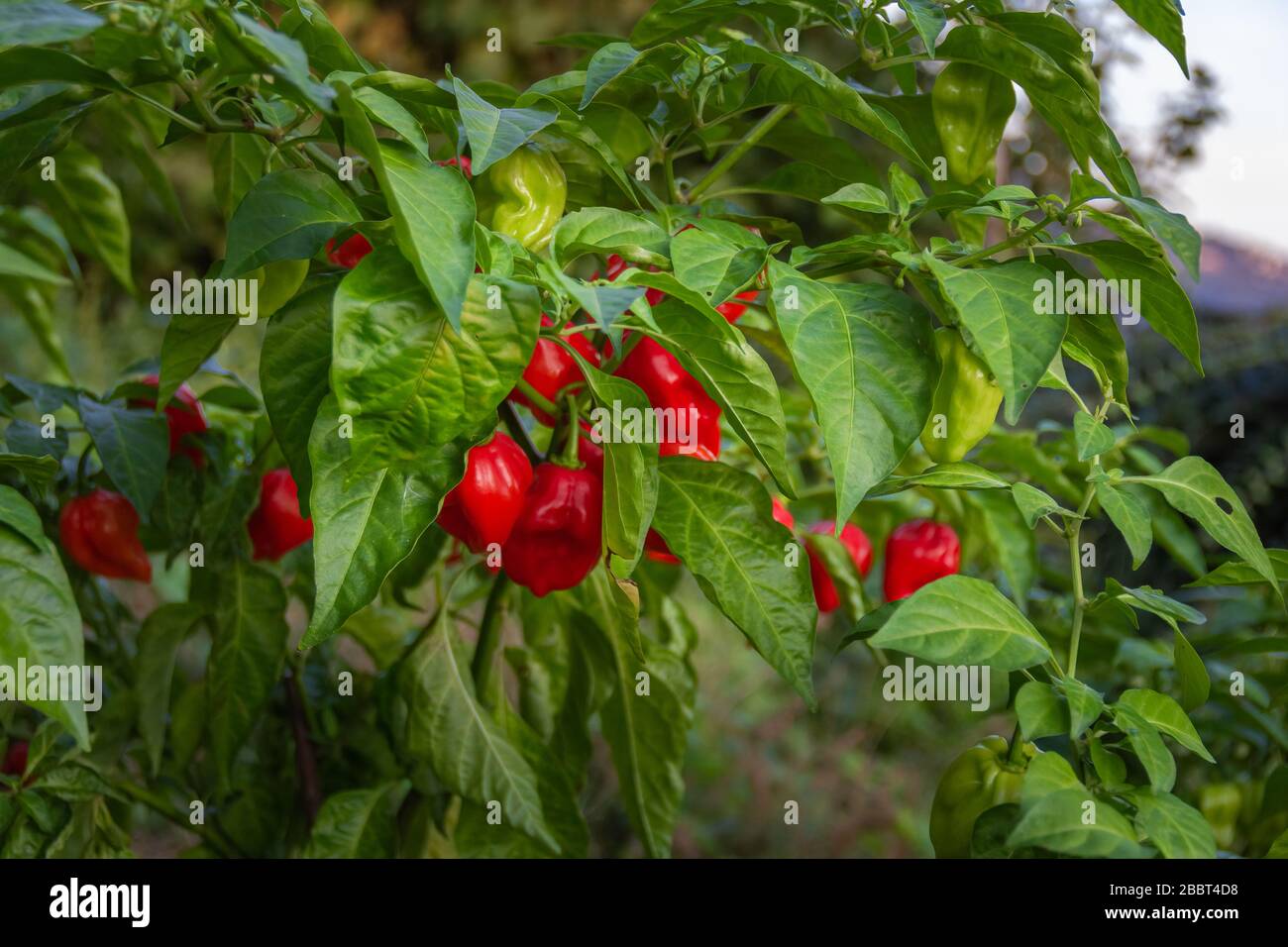 Gesundheitsanlage von Chili Pfeffer "Habanero Red", in einem Garten wachsen Stockfoto