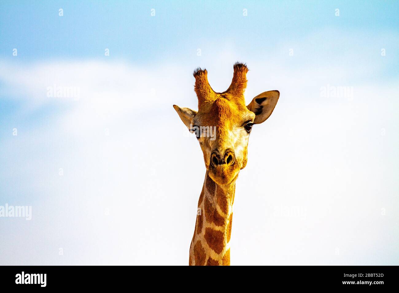 Giraffe Stockfoto