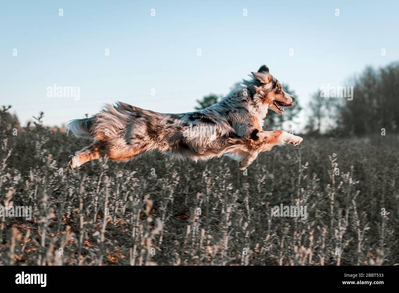 Hund australischer Hirte blaue Merle springt seitlich auf dem Feld Stockfoto