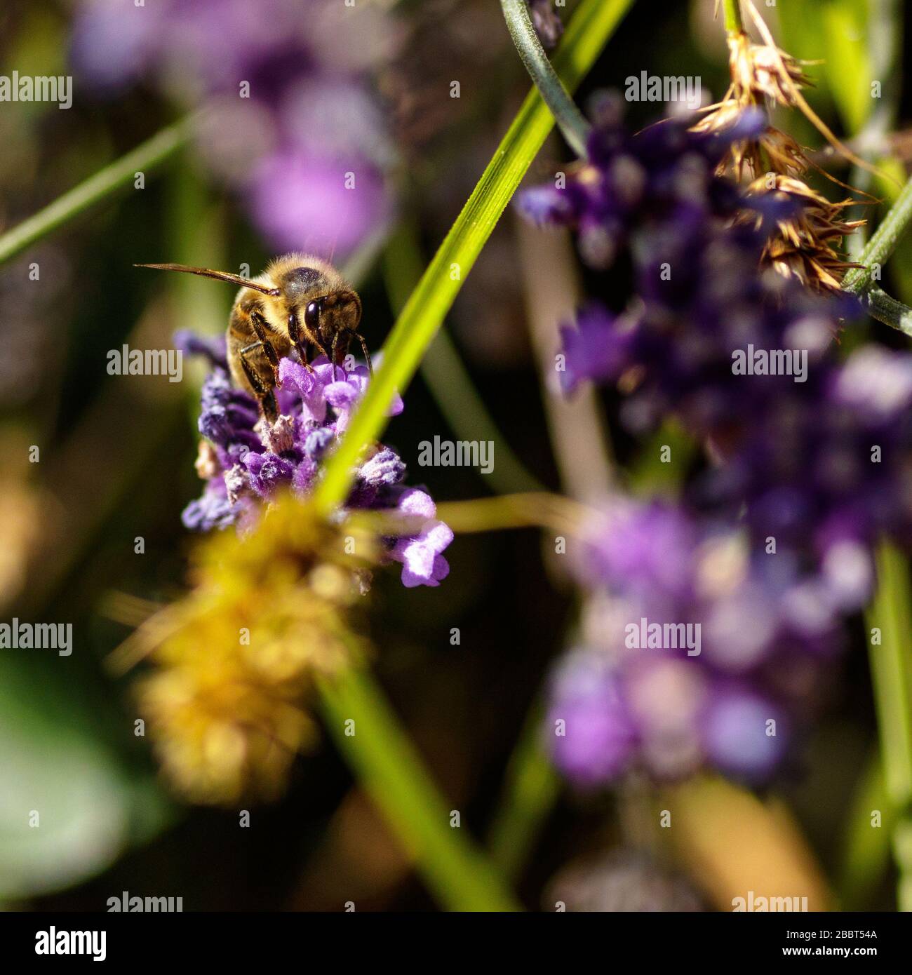 Honigbiene sammelt Pollen von Lavendelblüten Stockfoto