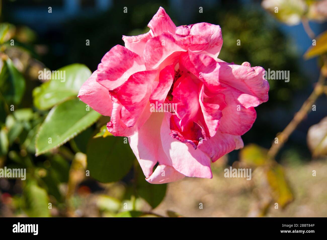 Einsame Rosa Rose in einem Sommergarten im Freien Stockfoto