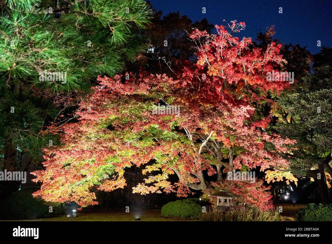 Garten im japanischen Stil, abends beleuchtet Stockfoto