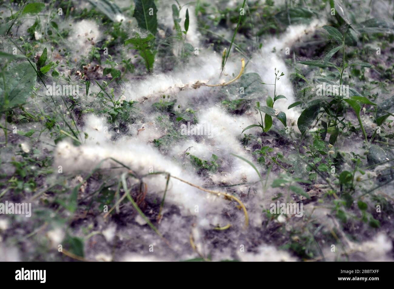 Pappel Flusen auf dem Gras in einem Park. Stockfoto