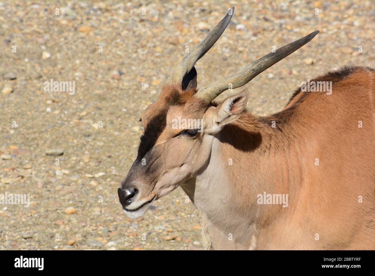 Porträt der Eland-Antilope oder des gemeinen Landes oder des südlichen Landes oder Taurotragus oryx in starkem Licht goldener Stunde Stockfoto