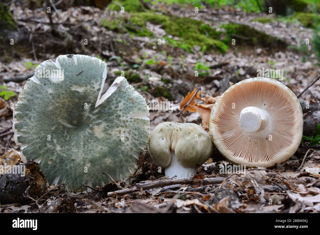 Drei Russula virescens oder Greencracked Brittlegill Champignons in natürlichen Lebensraum, Eiche Wald, in verschiedenen Entwicklungsstadien, alle Seiten sichtbar Stockfoto