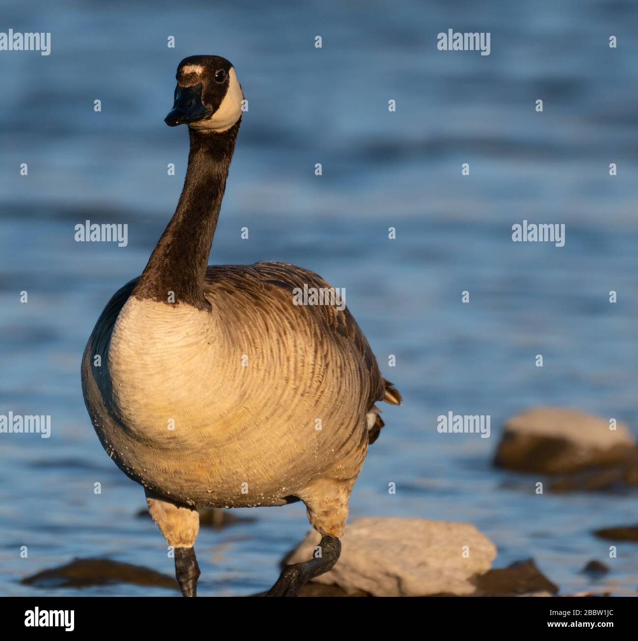Eine Kanadische Gans blickt auf die Kamera, während sie am späten Nachmittag in der Küstenlinie des Sees steht. Stockfoto