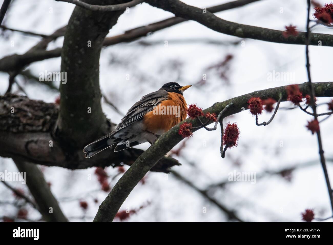 American Robin in Springtime in der Niederlassung Stockfoto