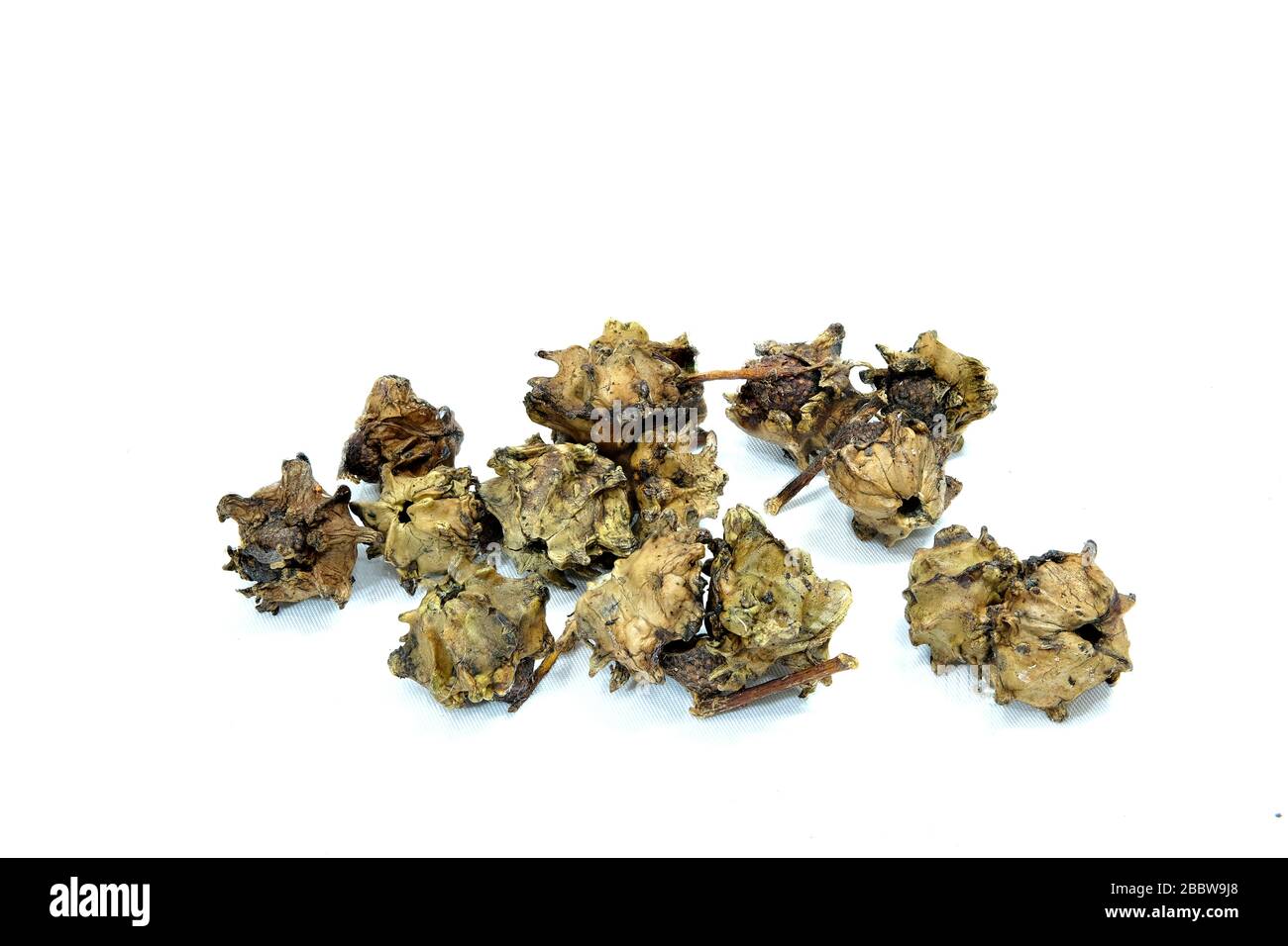 Verformte Akorne auf weißem Hintergrund Stockfoto