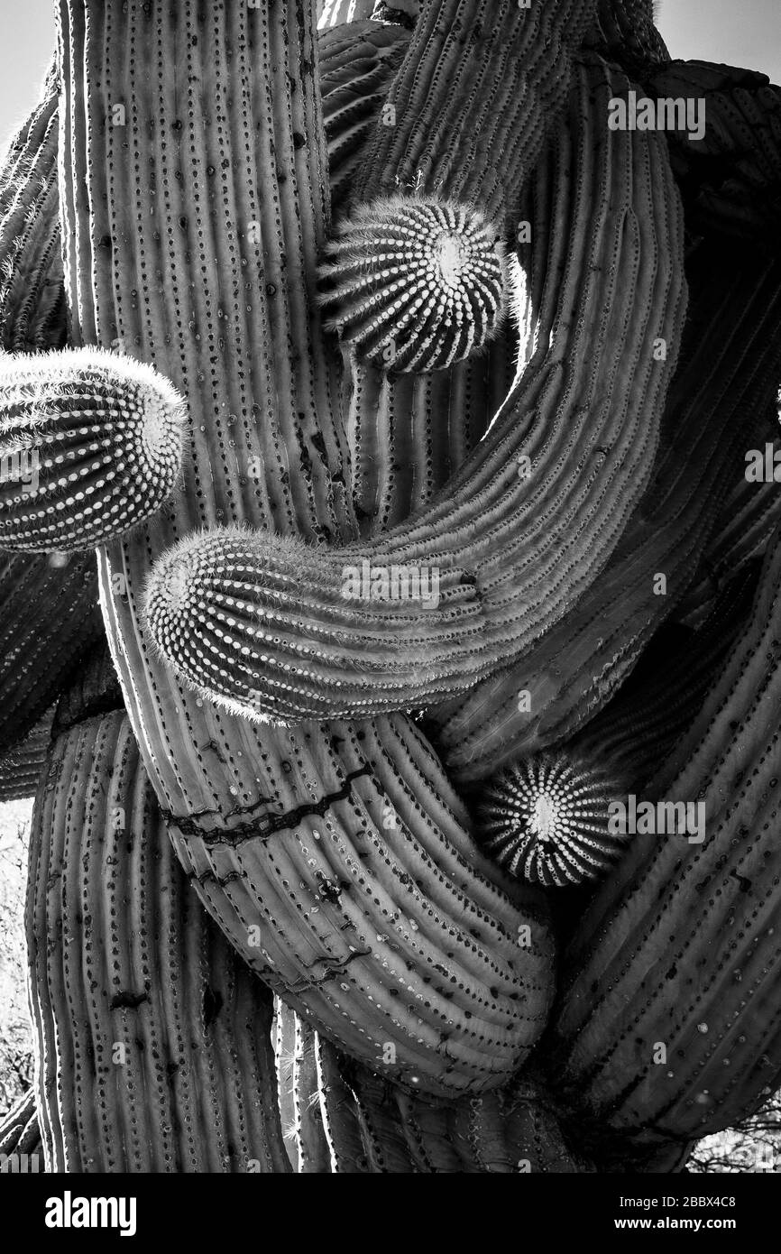 gymnocalycium uebelmannianus Notocactus Uebelmannianus