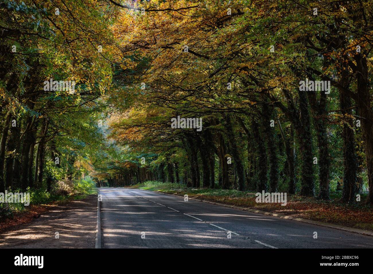 Von Bäumen gesäumte Straße. Bunte Bäume im Herbst an der A354 Salisbury Road, zwischen Salisbury und Coombe Bissett, Wiltshire, England, Großbritannien Stockfoto