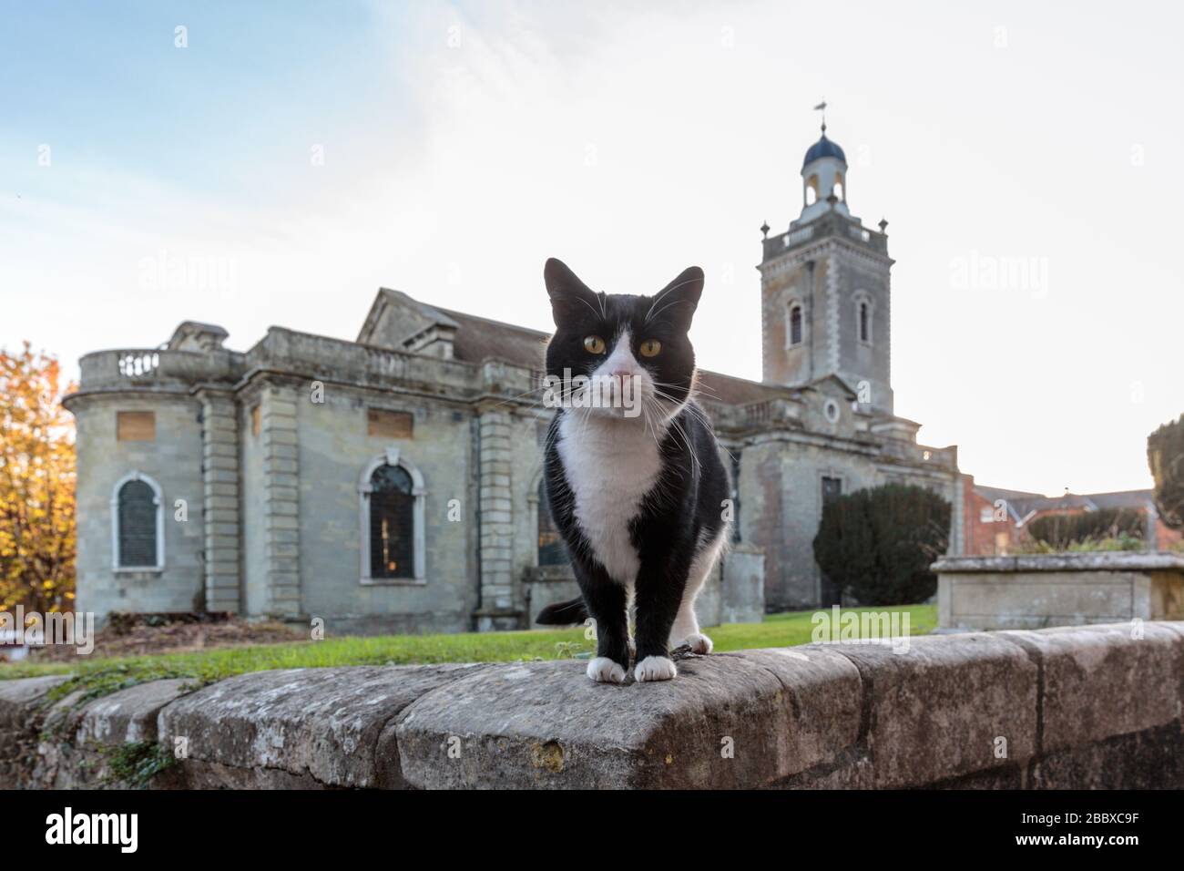 Eine schwarz-weiße Katze, die auf einer Wand vor der Kirche St. Peter und St. Paul in der georgischen Marktstadt Blandford Forum, Dorset, England steht Stockfoto