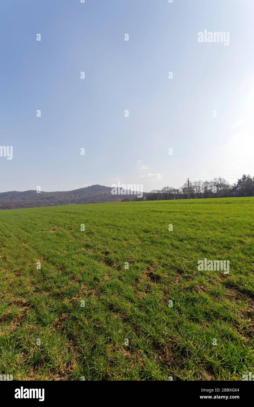 Grünes Feld in den Buda-Bergen, in der Nähe von Solymar, Ungarn an einem sonnigen Frühlingstag. Stockfoto