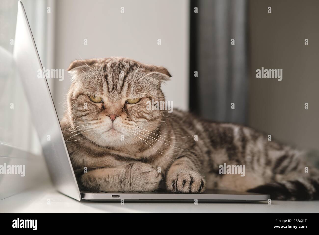 Unzufriedene Katze Scottish Fold aus Mangel an Aufmerksamkeit lag auf dem Ultrabook und hindert den Besitzer daran, mit einem Laptop zu arbeiten Stockfoto