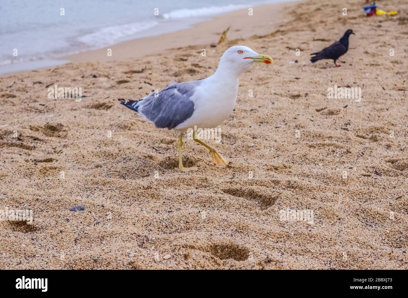 Die gelbbeinige Möwe spaziert an einem sandigen Strand in der Nähe des Meeres entlang Stockfoto