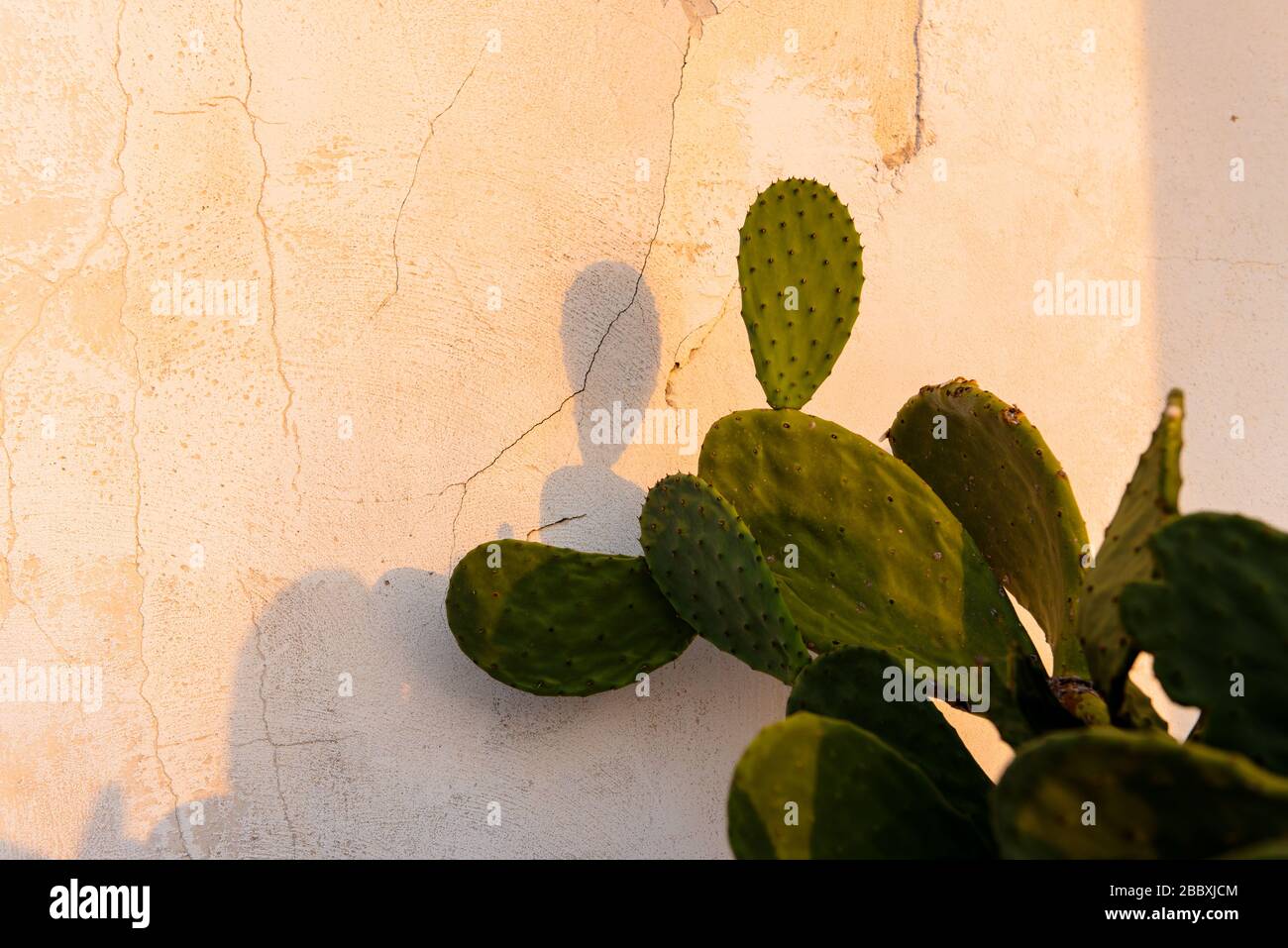 Stachelige Birnfrucht (Opuntia, Fico d'India) bei Sonnenaufgang, Sizilien, Italien Stockfoto