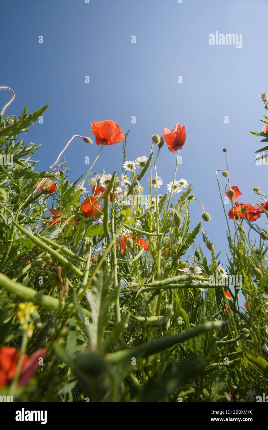 Feld von Mohn und anderen Unkraut in Field, North Yorkshire, England, Großbritannien Stockfoto