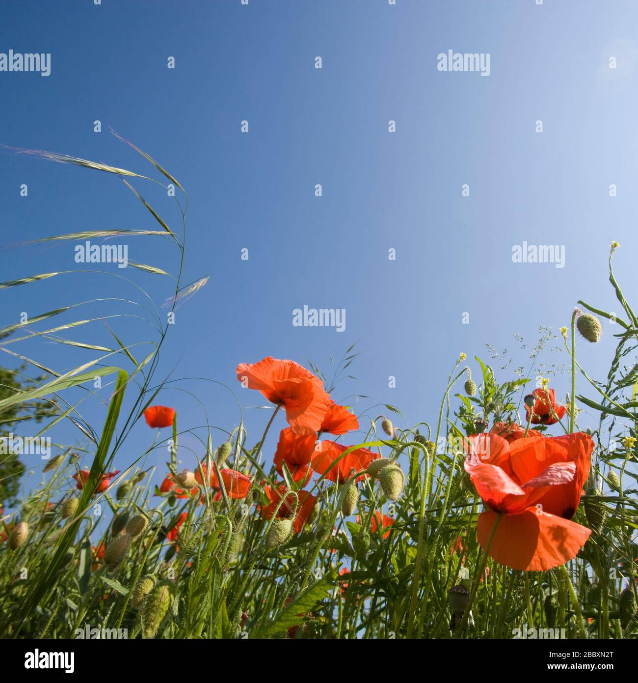 Feld von Mohn und anderen Unkraut in Field, North Yorkshire, England, Großbritannien Stockfoto