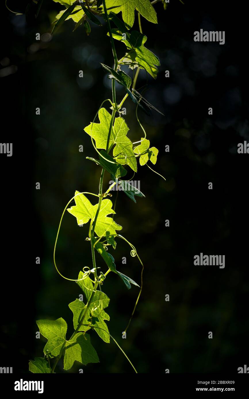 Die schöne grüne Wildgurke mit Hintergrundbeleuchtung (Chillicothe) wächst vor schwarzem Hintergrund, ihre Blätter und die in der Sonne leuchtenden Tendrillen. Kopierbereich. Stockfoto