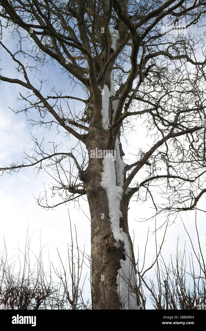 Wind geblasen Schnee sammelte sich auf dem Baumstamm eines Laubbaums mit einem Winter Himmel Hintergrund. Stockfoto